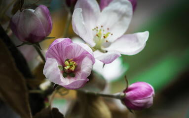 Nature. Blooming apple tree branch. Bright colorful spring flowers. Garden at sunset. Trees in flowers. Spring background