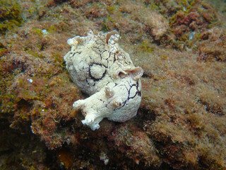 Underwater photo of a spotted sea hare (Aplysia dactylomela) a marine species of large sea slug on...