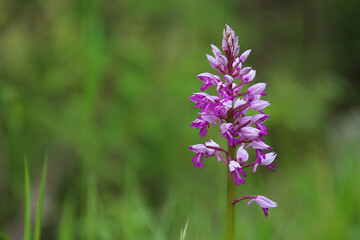 Wild European orchid called military orchid (Orchis militaris) with bokeh green background and space for text (Kaiserstuhl Hills, South Germany)
