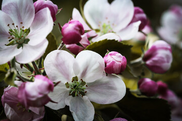 Nature. Blooming apple tree branch. Bright colorful spring flowers. Garden at sunset. Trees in flowers. Spring background