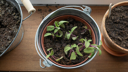 Sage Seedlings in Tin Pot Top Down