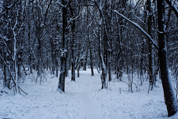 winter forest on a cloudy day