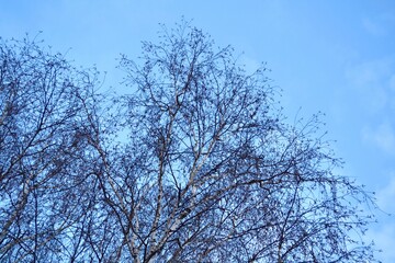 Fototapeta premium the top of the trees and the beautiful blue sky. bottom view.