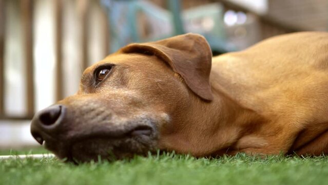 Relaxed Rhodesian Ridgeback dog on a grass