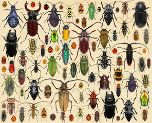 Beetle collection. Coleoptera. Amateur or school homemade insect collection. Collection of insects entomologist  - obrazy, fototapety, plakaty