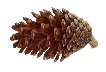 Aleppo pine, Pinus halepensis cone isolated on a white background