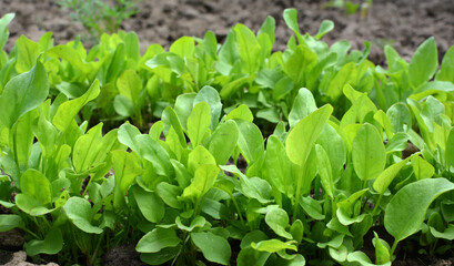 Fototapeta premium In the open ground in the garden grows sorrel.