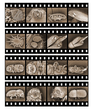 Electronic microscope images of a beetles and parasitic ticks in film strip frames