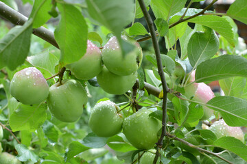Apples ripen on the tree branch