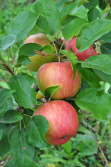 Apples ripen on the tree branch