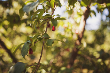 Cornus fruit .Dogwood berries are hanging on a branch of dogwood tree. Cornel, Cornelian Cherry...