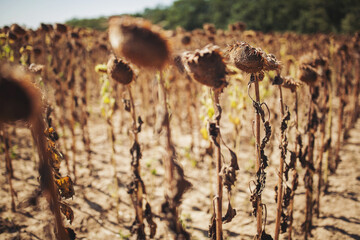 Field of old dried sunflowers. Annual sunflower with black seeds, obtaining a crop of seeds for use in the food industry. Dry sunflowers on the garden in autumn,With warm sunlight in the morning.