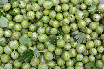 Harvested ripe berries gooseberries