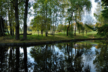 nature park birch pond autumn
