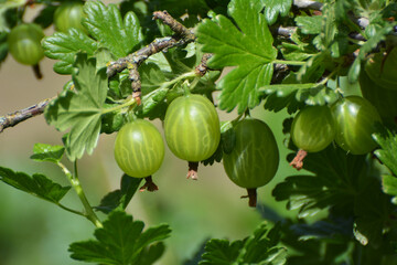 Branch of gooseberries with berries