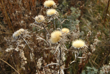 dry thistle grass autumn nature