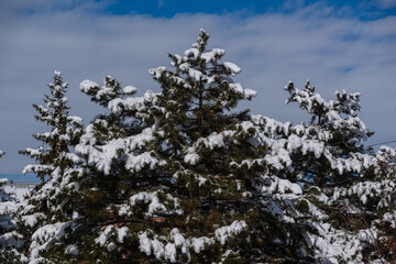 Beautiful winter scene with fir trees, Armenia