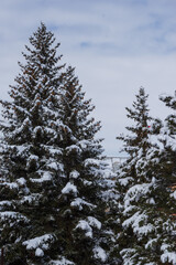 Beautiful winter scene with fir trees, Armenia