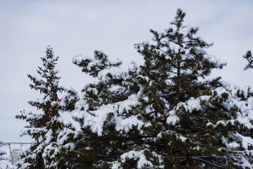 Beautiful winter scene with fir trees, Armenia