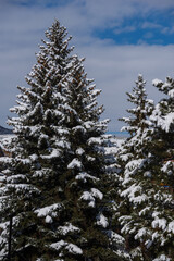 Beautiful winter scene with fir trees, Armenia