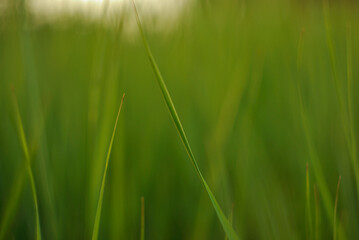 green grass honest summer background