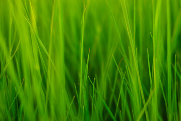Fototapeta na wymiar green grass honest summer background