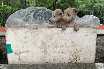 puppies in a box for sale in Manila, Philippines