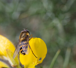 macro fly