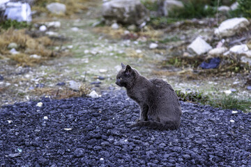 Obraz premium Gray cat on the street