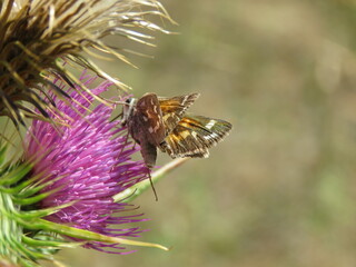 Small brown butterfly with white dots on a thistle flower in spring