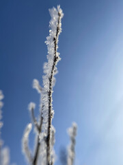 Last year grass covered with snow and frost in the field against blue sky