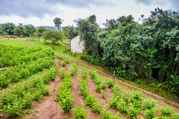 Fototapeta na wymiar Mulberry leaves and plant cultivation in a farm in Sabie Mpumalanga South Africa