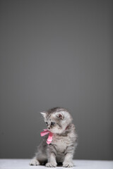 Baby cat on white background