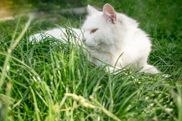 Cute beautiful white fluffy sweet cat enjoy laying on green fresh grass lawn at home backyard in garden on warm summer day. Calm pensive sunbathing domestic pet portrait