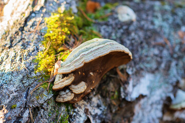 tinder fungus or chaga on a tree in a sunny mushroom forest