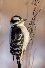 The downy woodpecker (Dryobates pubescens) in winter