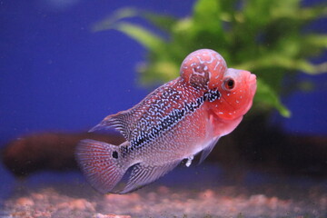 Flowerhorn cichlid in aquarium against a colourful blue and green background © Jane Tansi