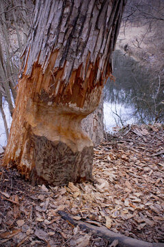 Gnawed Tree