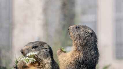Marmot eating grass. Closeup alpine marmot in the Swiss Alps in summer. Marmota.