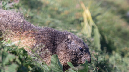 Marmot in grass. Closeup alpine marmot in the Swiss Alps in summer. Marmota marmota.