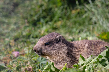 Naklejka na ściany i meble Marmot in grass. Closeup alpine marmot in the Swiss Alps in summer. Marmota marmota.
