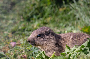 Marmot in grass. Closeup alpine marmot in the Swiss Alps in summer. Marmota marmota.