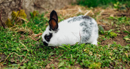 A little rabbit runs around on the lawn and eats grass. Long ears and fluffy white and black fur. Easter holiday.