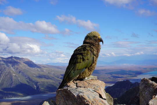 Kea