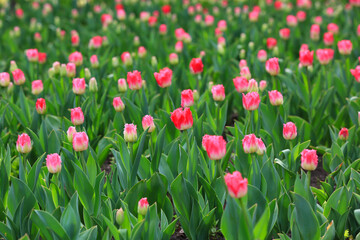 red tulips meadow