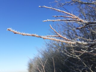 frost on branches