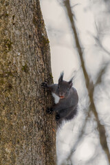 eichhörnchen, tier, baum, natur, wild lebende tiere, nager, säugetier, wild, hübsch,