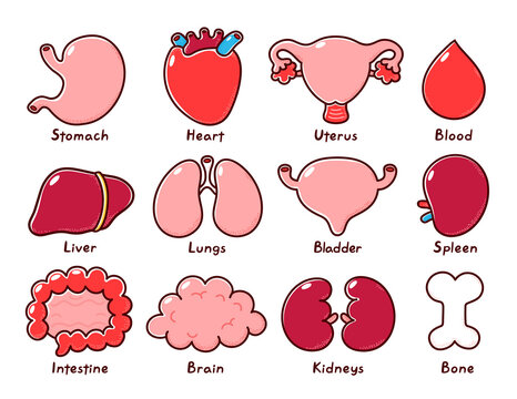 Cute healthy human organs set. Vector line cartoon illustration icon. Isolated on white background. Bone,stomach,heart,uterus,blood,liver,lungs,bladder,splee,intestine,kidneys bundlecollection. Vector