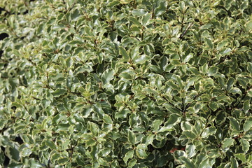 Full frame image of pittosporum ever green plant with dark twigs