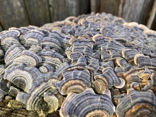 mushrooms on tree trunk